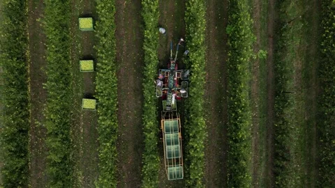 Aerial view apple picking machine with farm workers in orchard. Stock Footage 245241113
