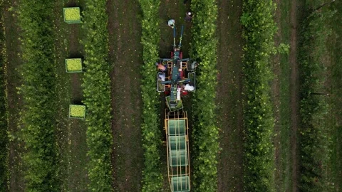 Aerial view apple picking machine with farm workers in orchard. Stock Footage 245241114
