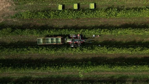 Aerial view apple picking machine with farm workers in orchard. Stock Footage 245241144