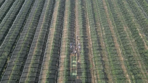 Aerial view apple picking machine with farm workers in orchard. Vídeo Stock 281690228