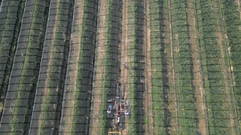 Aerial view apple picking machine with farm workers in orchard. Stock Footage 281690311