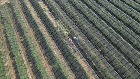 Aerial view apple picking machine with farm workers in orchard. Stock Footage 281690553