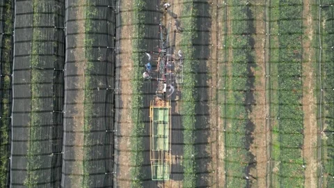 Aerial view apple picking machine with farm workers in orchard. Stock Footage 281690578