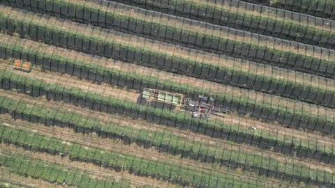 Aerial view apple picking machine with farm workers in orchard. Stock Footage 281690674