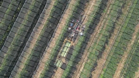 Aerial view apple picking machine with farm workers in orchard. Stock Footage 281690986