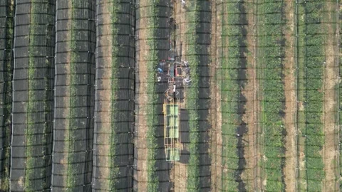 Aerial view apple picking machine with farm workers in orchard. Stock Footage 281690987