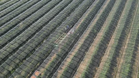 Aerial view apple picking machine with farm workers in orchard. Stock Footage 281690989