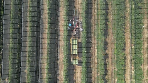 Aerial view apple picking machine with farm workers in orchard. Stock Footage 281690997