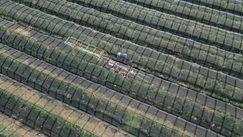 Aerial view apple picking machine with farm workers in orchard. Stock Footage 281691065