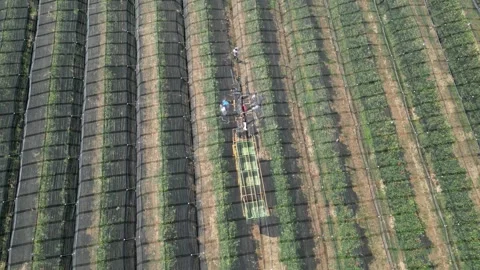 Aerial view apple picking machine with farm workers in orchard. Stock Footage 281691151