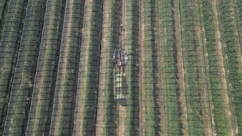 Aerial view apple picking machine with farm workers in orchard. Stock Footage 281691169
