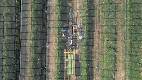 Aerial view apple picking machine with farm workers in orchard. Stock Footage 281691178