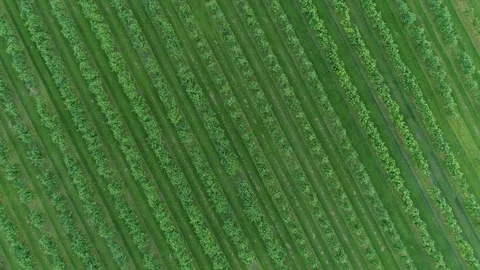 Aerial view of apple trees Stock Footage 78614441