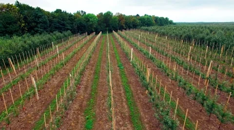 Aerial view of the apple trees garden Stock Footage 60701367
