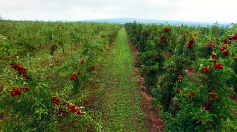 Aerial view of the apple trees garden Stock Footage 60701372
