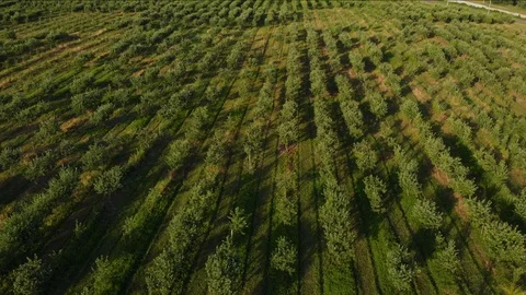 Aerial view of apple trees garden in sunny summer day. Stock Footage 119536631