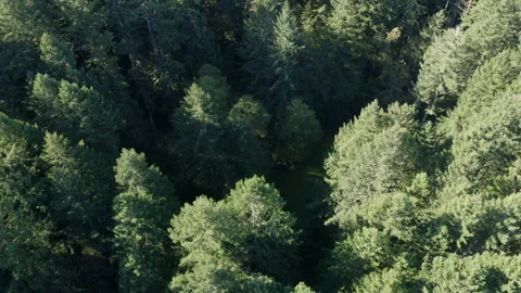 Aerial View Approaching Clearing in Evergreen Tree Forest Stock Footage 149385187