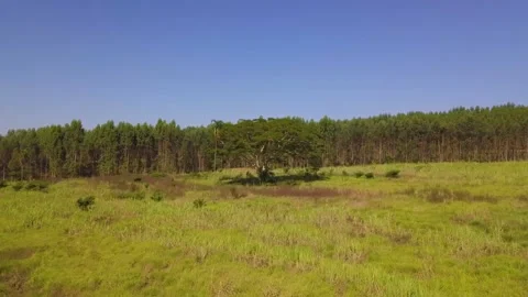 Aerial view approaching a gorgeous tree.  Stock Footage 157233770