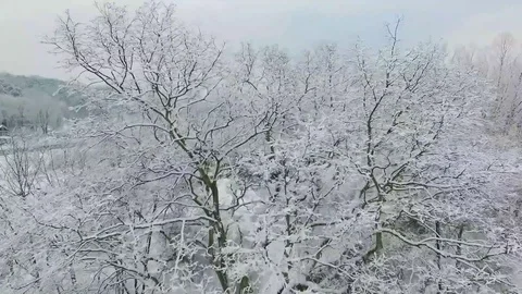 Aerial View Approaching Snowy Tree Top Stock Footage 129396163