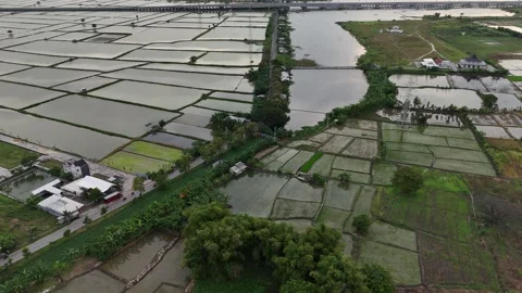 Aerial view of aquaculture in gresik Stock Footage 313104749