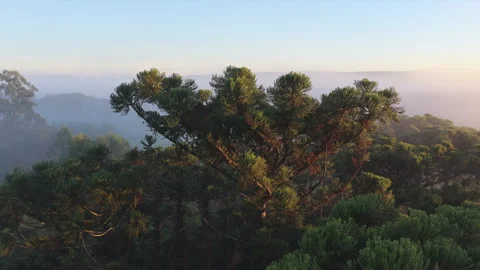 Aerial View of Araucaria Pine Tree Crown at Foggy Sunrise in Highland Forest Stock Footage 341489989