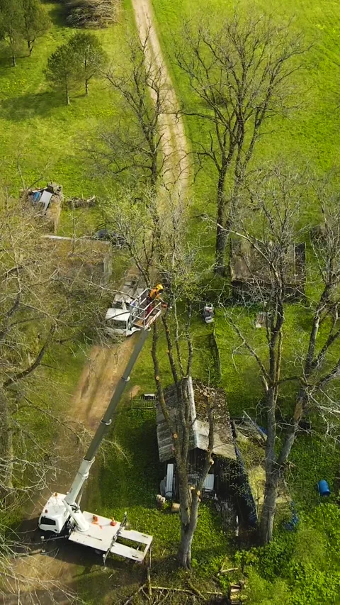 Aerial View of an Arborist Pruning a Tree with a Bucket Truck Stock Footage 335133265