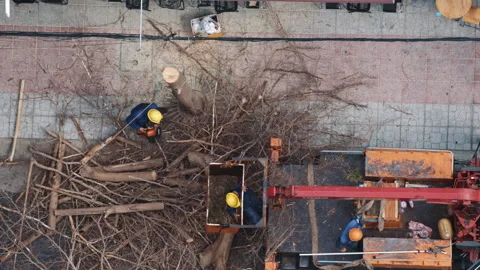 Aerial view of arborist team cutting down a tree with a chainsaw Stock Footage 337999633