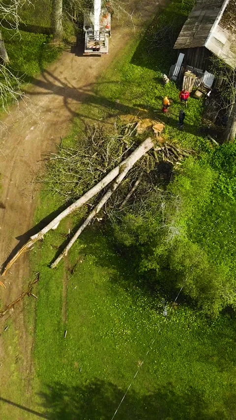 Aerial View of Arborists Cutting a Fallen Tree in the Countryside Stock Footage 336688253