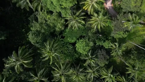 Aerial view of Asian forest Stock Footage 267100041