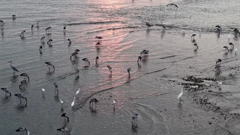 Aerial view of Asian openbill storks foraging on coastal mudflats Stock Footage 333039868
