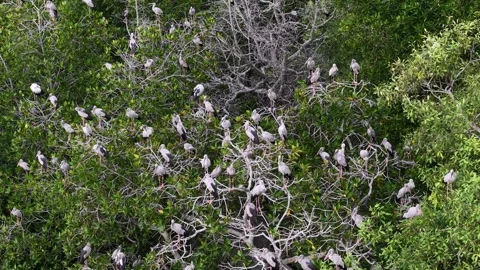 Aerial view of Asian openbill storks roosting in mangrove trees Video stock 337727569