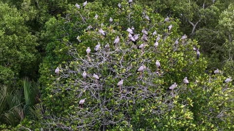 Aerial view of asian openbill storks roosting in mangrove trees 库存影片 337983209