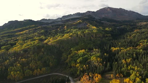 Aerial view of aspen and pine forest during early fall foliage of Colorado, USA 스톡 동영상 314764441