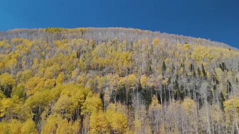 Aerial View Of Aspen Forest At Fall Time In Colorado Stock Footage 289240288