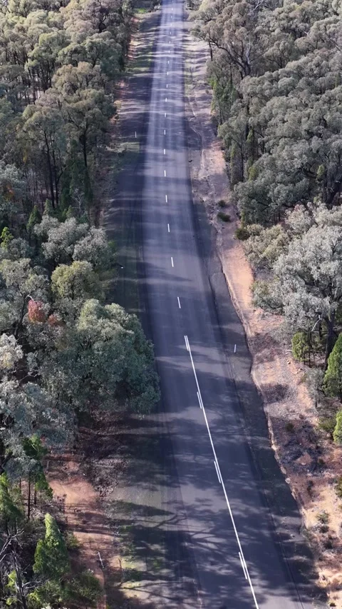 Aerial View of Asphalt Highway Through Dense Eucalyptus Forest Video stock 341300832