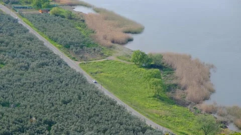 Aerial view of a asphalt road that separates oil trees forest Stock Footage 154662990