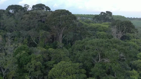 Aerial view of The Atlantic Forest 28 Stock Footage 127487557
