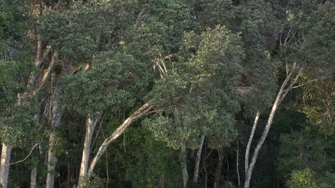 Aerial view of The Atlantic Forest 8 Video stock 127516249