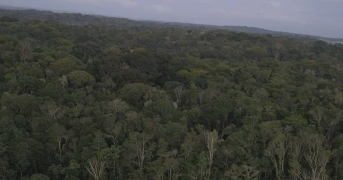 Aerial view of The Atlantic Forest 9 Stock Footage 127472396