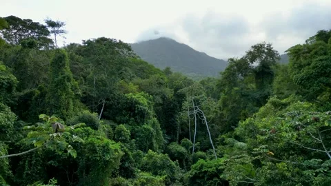 Aerial View of Atlantic Forest Canopy with Cloud-Covered Mountain Peak Vídeos de archivo 334617484