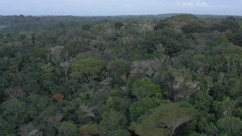 Aerial view of The Atlantic Forest 動画素材 127475744
