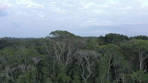 Aerial view of The Atlantic Forest Video stock 127478926