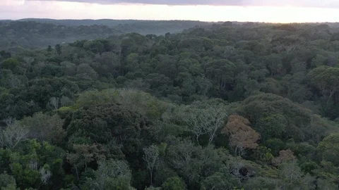 Aerial view of The Atlantic Forest Stock Footage 127479073