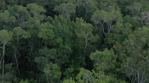 Aerial view of The Atlantic Forest Video stock 127482361