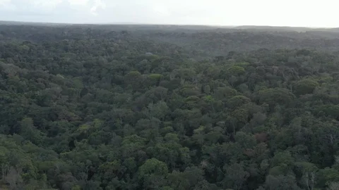 Aerial view of The Atlantic Forest Video stock 127512007