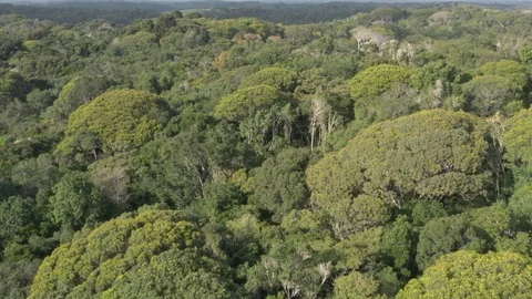 Aerial view of The Atlantic Forest 스톡 동영상 127546548
