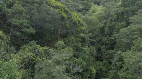Aerial view of The Atlantic Forest Stock Footage 127546682