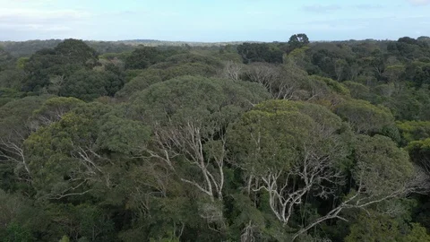 Aerial view of The Atlantic Forest Video stock 127548721