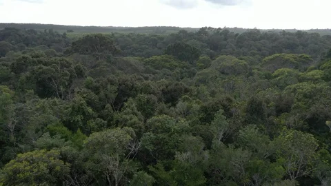 Aerial view of The Atlantic Forest Video stock 127549409
