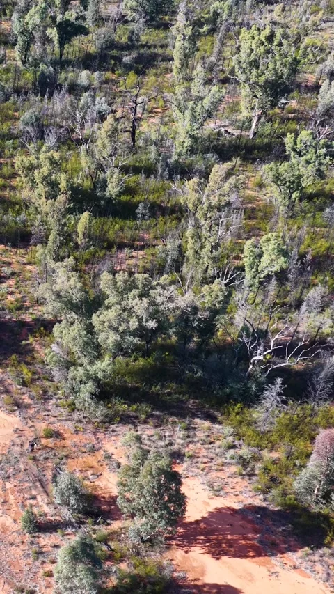 Aerial View of Australian Outback Scrub Forest and Dirt Track Stock Footage 345485931